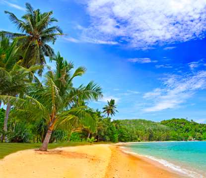 海滨椰子树图片
