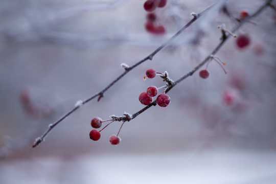 冬日枝头的红色浆果