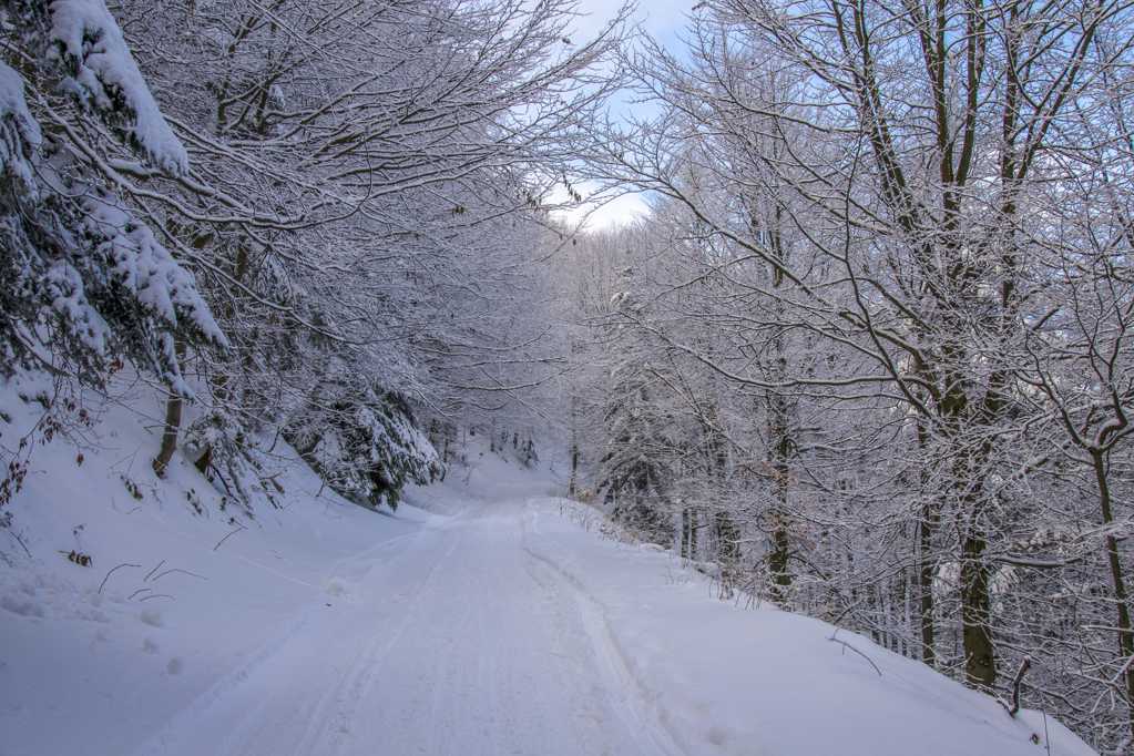 冬天的树林小路图片