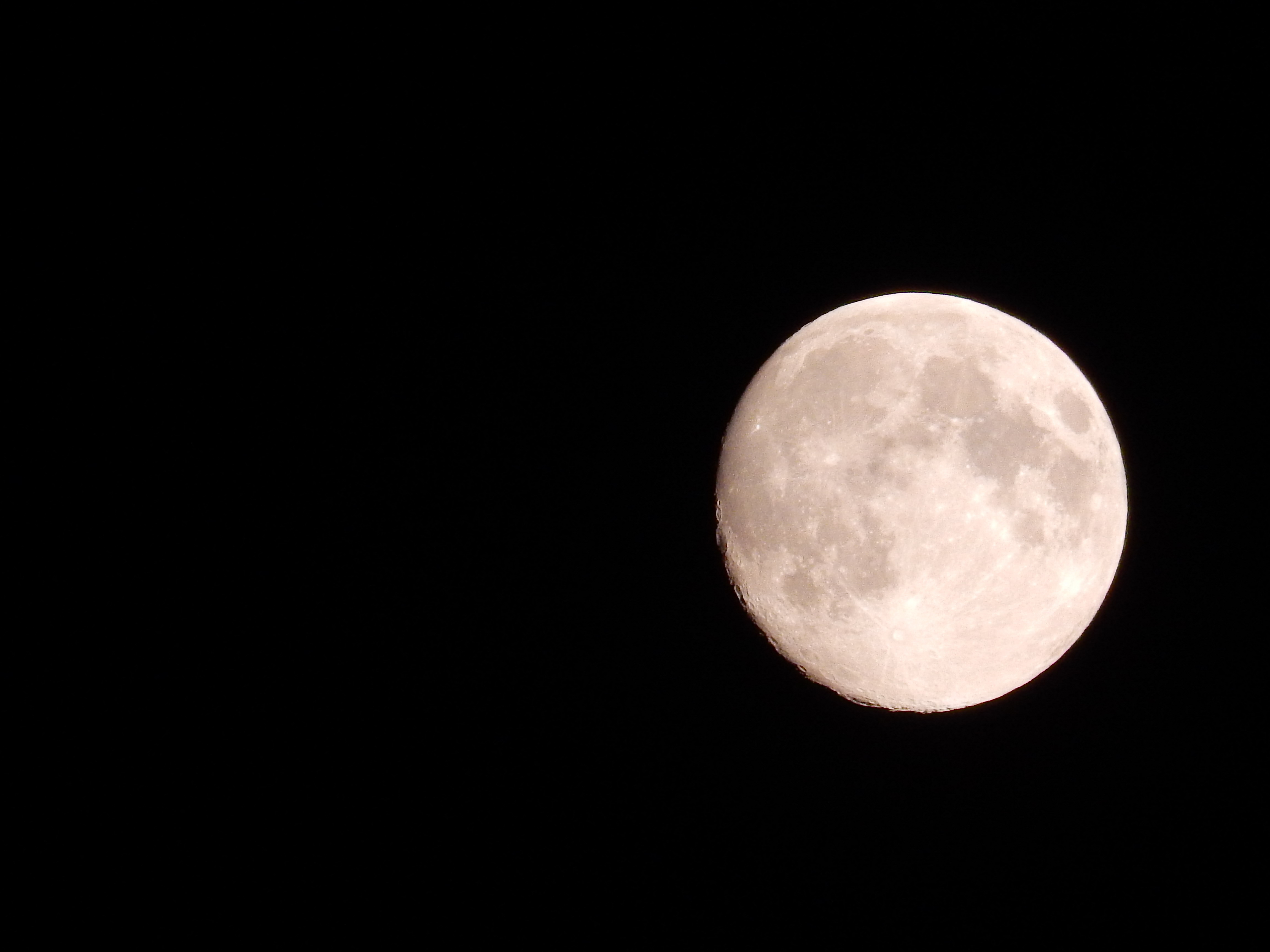 夜、月亮、鸟 - 免费可商用图片 - cc0.cn