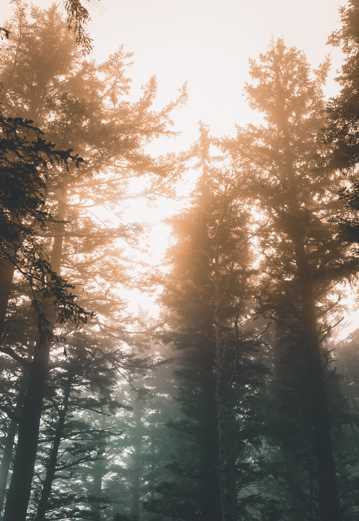 树林间的晨雾光景