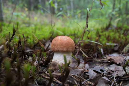 草地上的橙帽牛肝菌菇图片