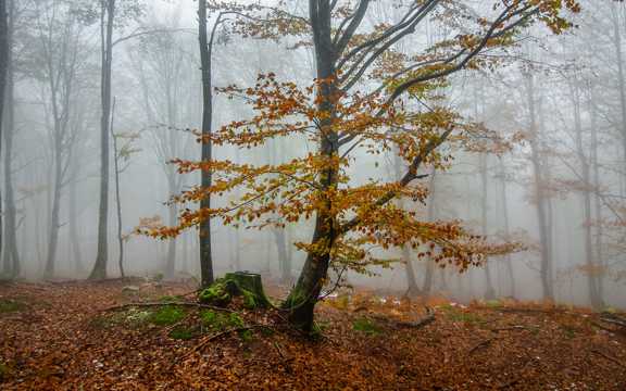 秋天树林风光图片