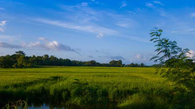绿色稻田唯美景物图片