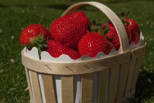 嫣红好吃营养丰富的草莓图片