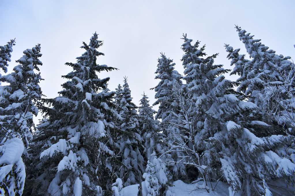 树木的积雪