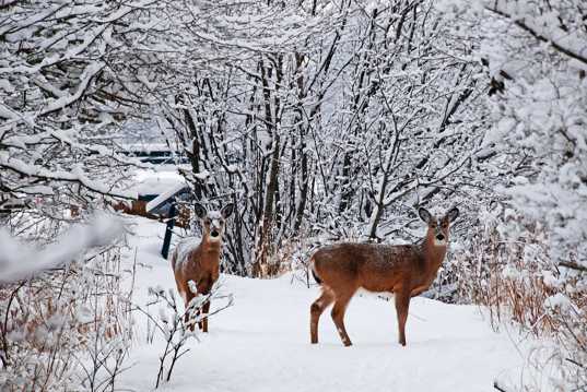 冬天山林雪地里的鹿