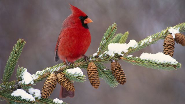松枝上的红衣主教鸟