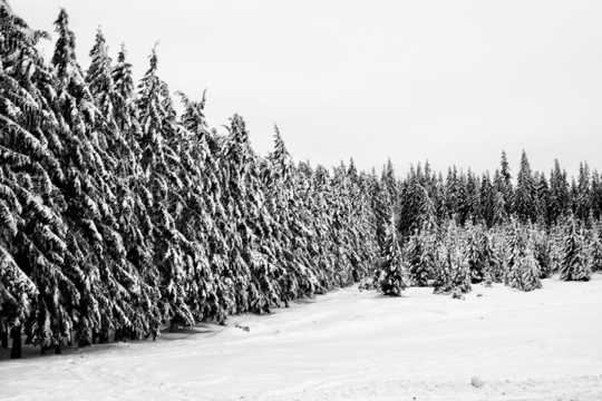 冬季雪景黑白拍摄图