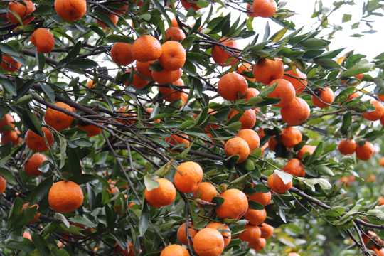 果实累累的橘子树图片