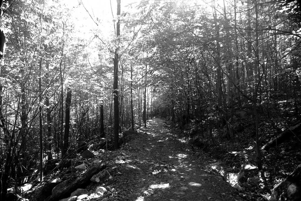 森林黑白图片