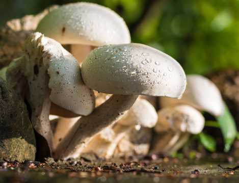 野生的白蘑菇图片