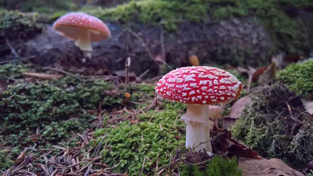丛林的蘑菇