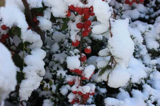 红浆果上的积雪图片