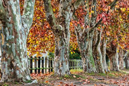秋季里的梧桐树图片