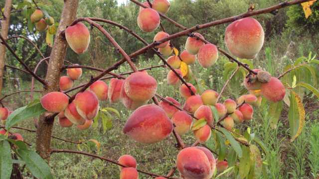 长满桃子的桃树图片