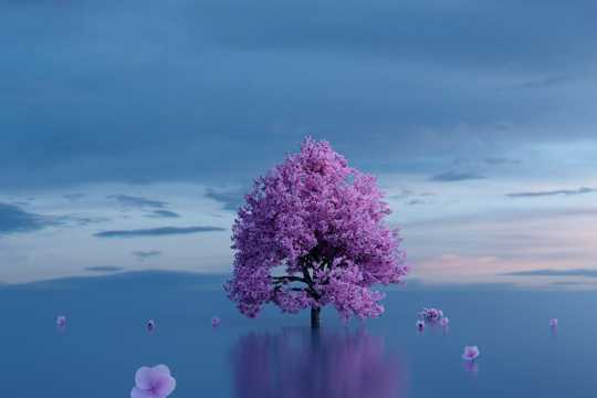 紫色树木唯美境界图片