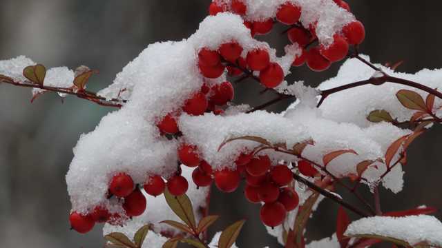 冬天成熟红浆果图片