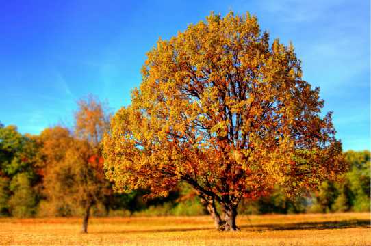 深秋树木图片