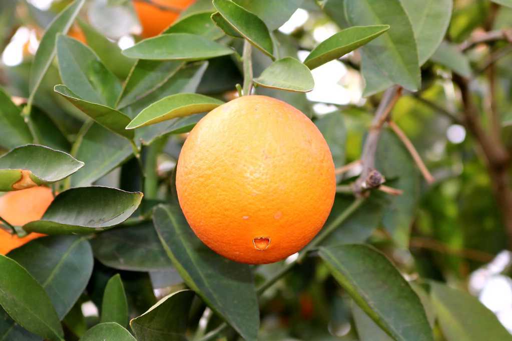 柑橘品种图片