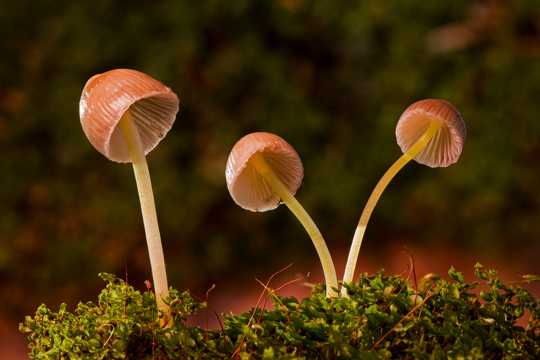 小蘑菇朵图片