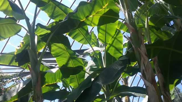 海南芭蕉树拍摄图片