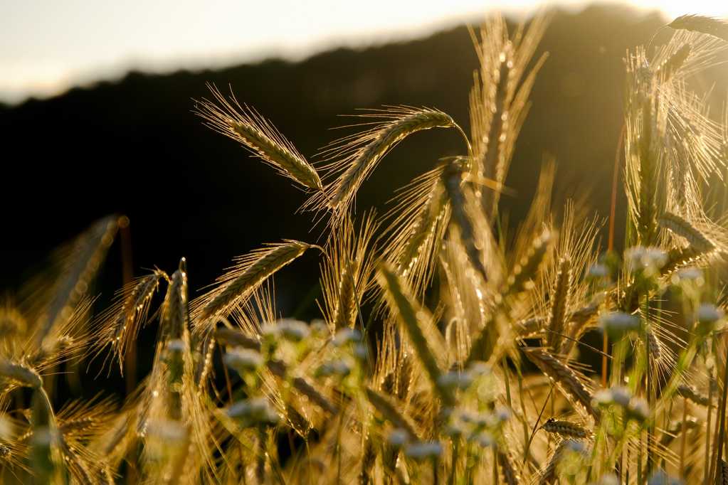 阳光下的小麦图片