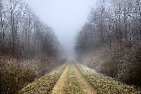 冬天树林山路景观图片