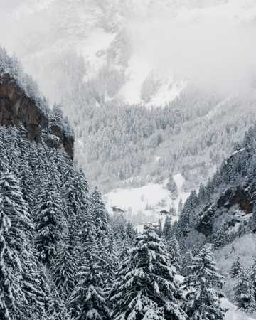 冬天雪域高山杉丛林图片