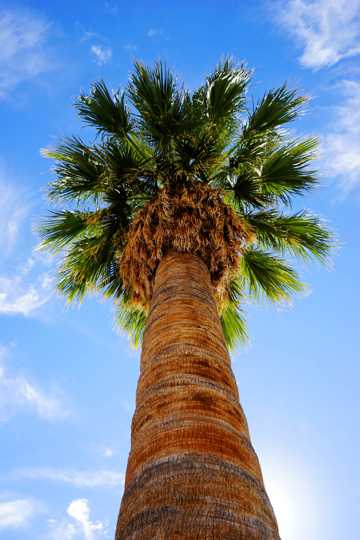 笔直的棕榈树