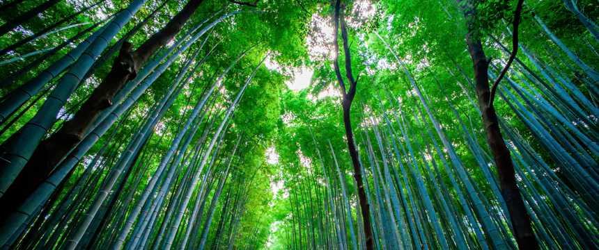 美好的竹林景致图片