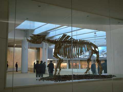 甘肃和政古动物化石