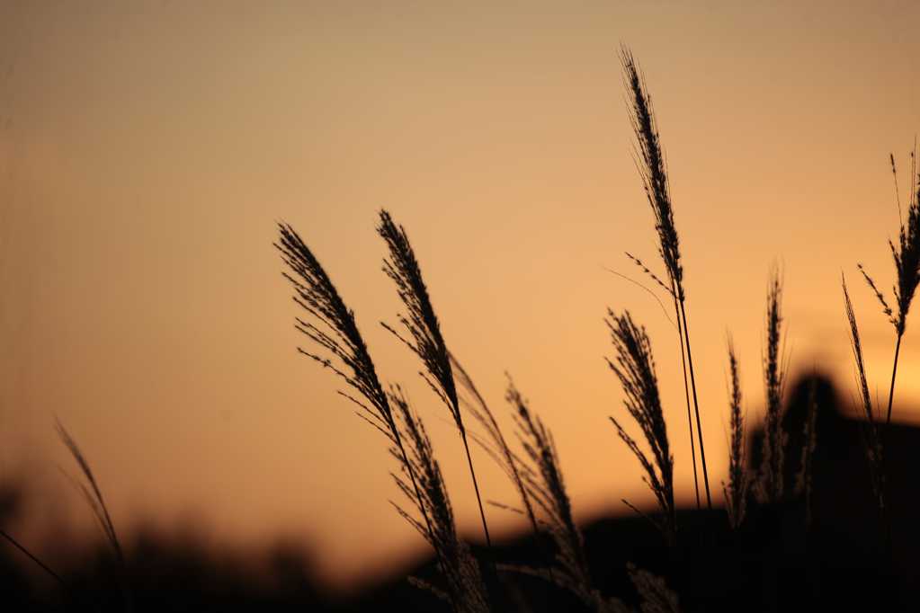 落日芦苇植物剪影图片