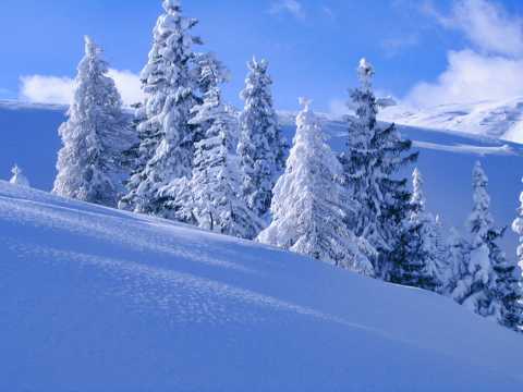 大雪覆盖的山林图片