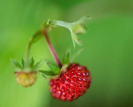 新鲜的树莓图片