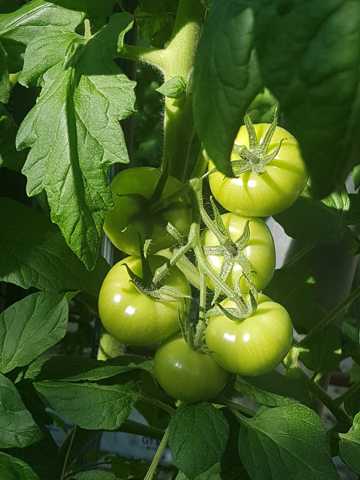 绿色番茄图片