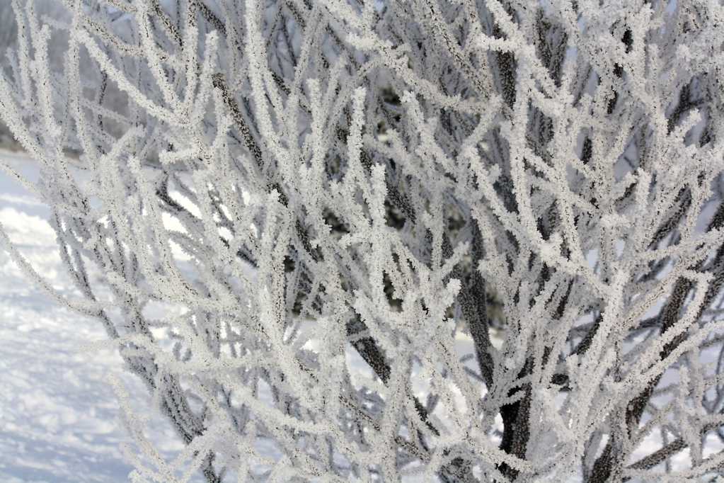冬日霜冻的树枝