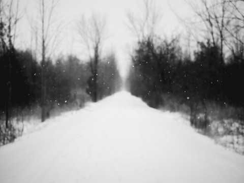 冬日的树林道路