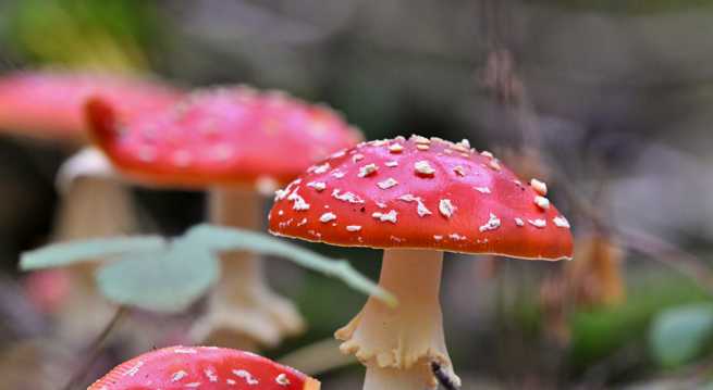 飞木耳蘑菇图片