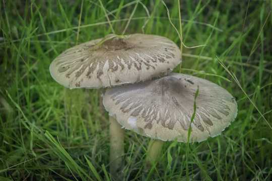 食用真菌蘑菇图片