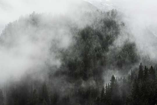 浓雾树林黑白图片