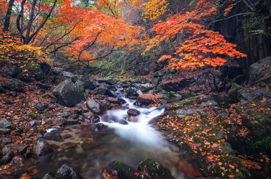 秋天树林小溪光景图片