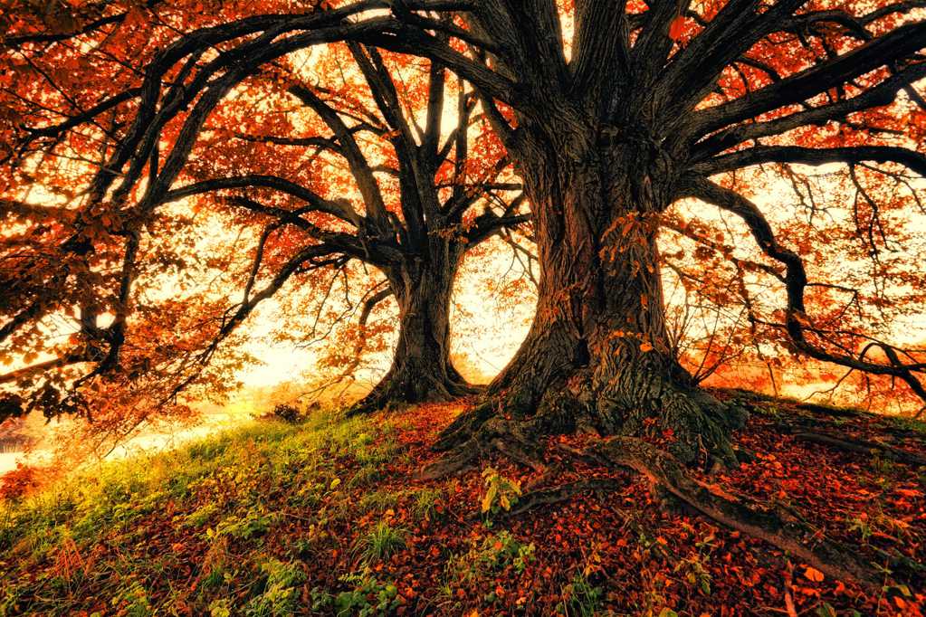 秋日古老的大树景观