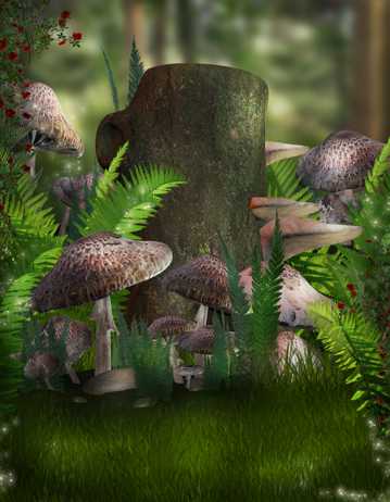 高清丛林蘑菇图片