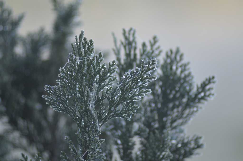 冬日冰挂植物光景图片
