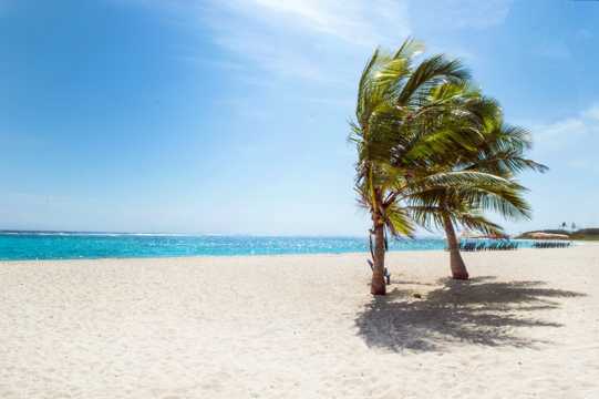 沙滩的棕榈树