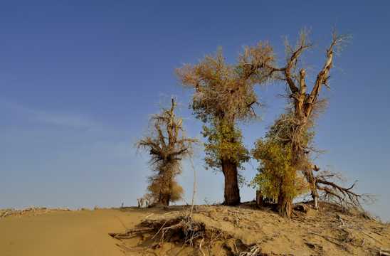新疆塔里木大漠的胡杨树