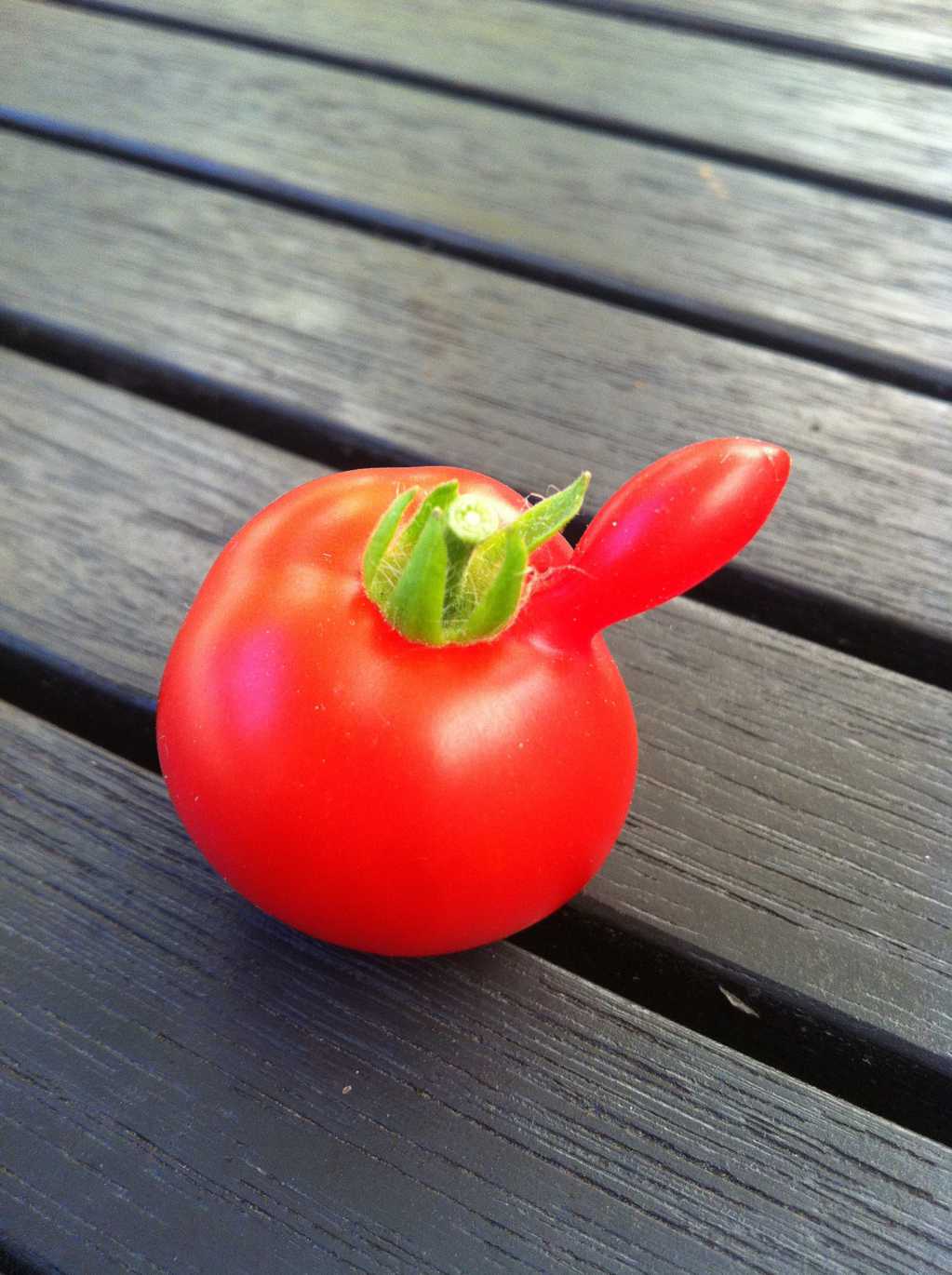 可爱的番茄
