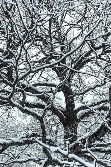 树木冬日雪景图片