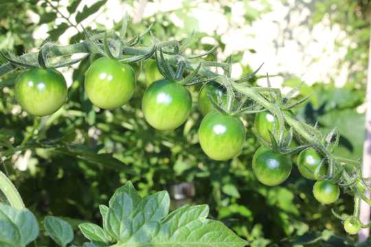 枝头上的绿番茄图片